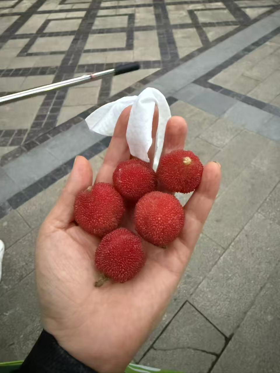 一家人一起摘杨梅