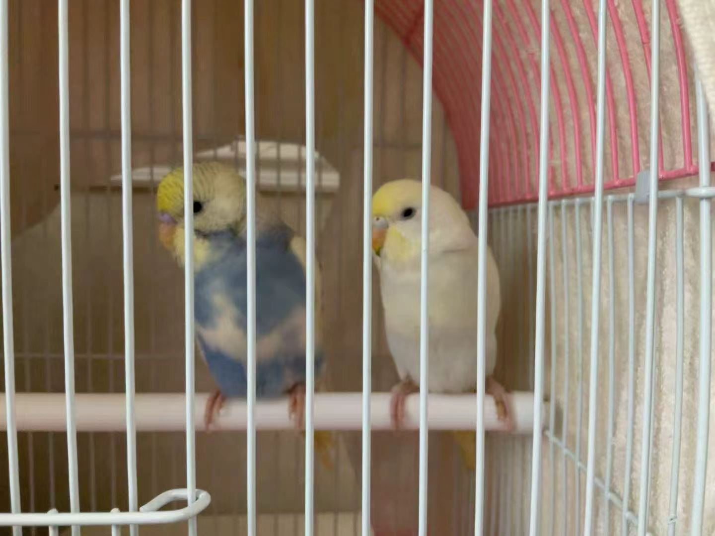 同学家来了两只小可爱——小虎皮鹦鹉🦜