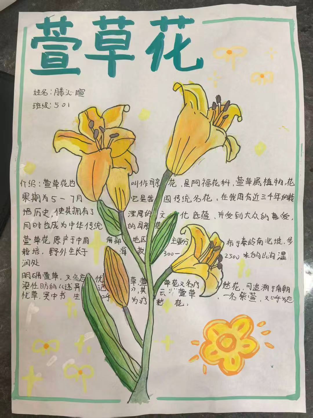 萱草花手抄报